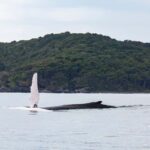 Noosa: Noosa Whale Watching Tour - Who Should Consider This Tour?