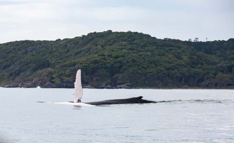 Noosa: Noosa Whale Watching Tour - Who Should Consider This Tour?