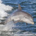 Noosa Ocean adventure & Dolphin Safari. - Why This Tour Offers Real Value