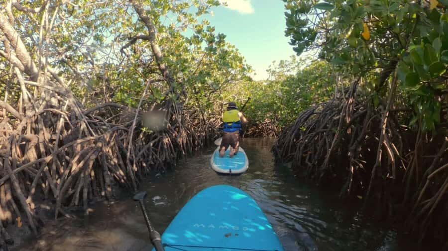Noosa Stand Up Paddle & Mangrove Tunnel Tour (Self Guided) - Why Choose This Tour?