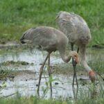 Northern Territory: Corroboree Billabong Nature Cruises - What to Expect on the Cruise