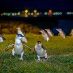 Oamaru: Penguins Evening Viewing Ticket - A Genuine Look at the Penguin Viewing Experience