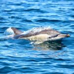 Ocean Explorer Tour from Lake Macquarie - The Itinerary: What You’ll See and Experience