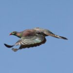 One Day Birding Adventure - The Itinerary in Detail: From Forests to Shorelines