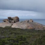 One Day Kangaroo Island Highlights Tour - What the Reviews Say