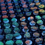 One Hour Coral Farm Tour, Discover Australia's Marine Life - The Guide and the Learning Experience