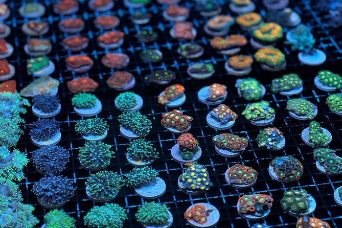 One Hour Coral Farm Tour, Discover Australia's Marine Life - The Guide and the Learning Experience