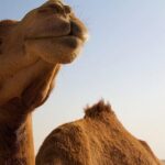 One Hump Camel Farm and Wine Tour - What Makes This Tour Special?