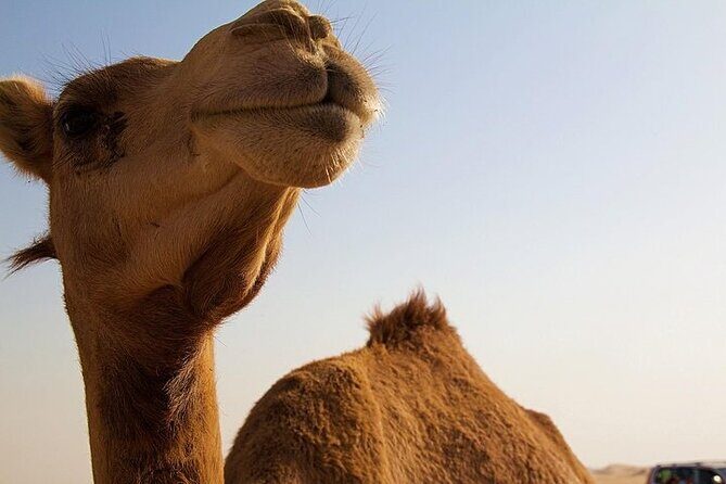 One Hump Camel Farm and Wine Tour - What Makes This Tour Special?