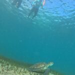 One on One Snorkel Experience - Experience Details and What to Expect