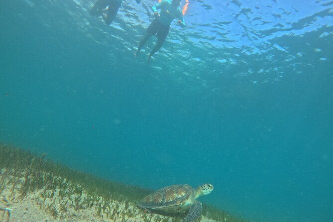 One on One Snorkel Experience - Experience Details and What to Expect