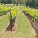 Orange Region Winery Experience by Onayi - Why This Tour Is a Real Value