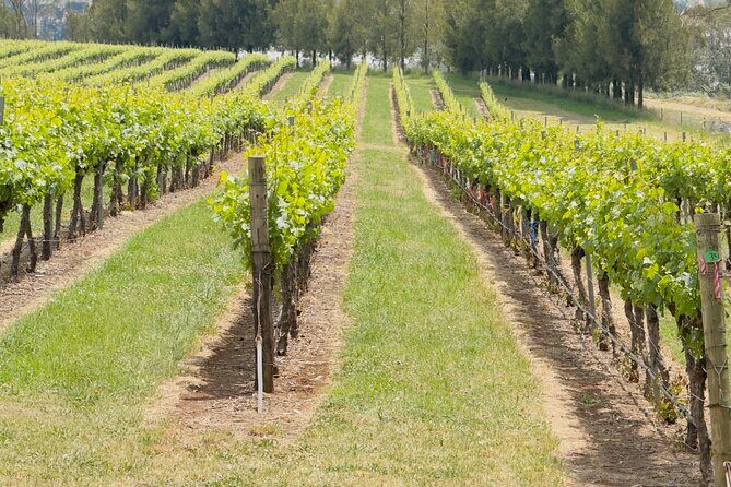 Orange Region Winery Experience by Onayi - Why This Tour Is a Real Value