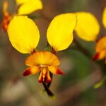 Orchids and Wildflowers Photographic Day tour from Perth - Food and Comfort
