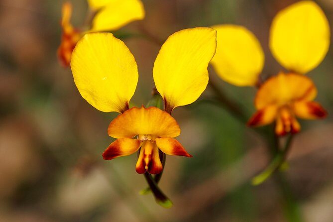Orchids and Wildflowers Photographic Day tour from Perth - Food and Comfort