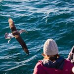 Otago Harbour Wildlife Cruise (Dunedin Shore Excursion) - The Experience and Authentic Encounters