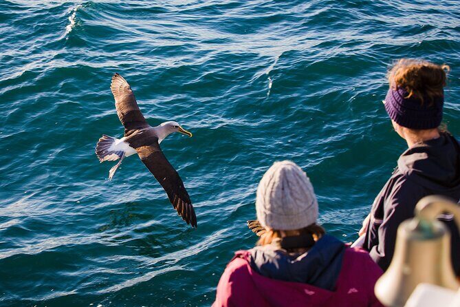Otago Harbour Wildlife Cruise (Dunedin Shore Excursion) - The Experience and Authentic Encounters