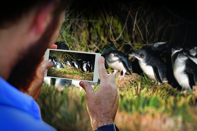 Otago Peninsula & Larnach Castle Shore Excursion - The Value of the Tour