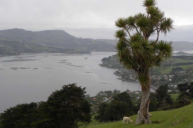 Otago Peninsula Tour and Larnach Castle City Sights (min 4 ) - Transportation and Group Dynamics