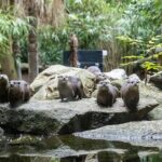Otter Experience at Melbourne Zoo - excl. entry - The Practicalities: What You Need to Know