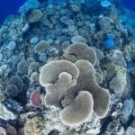 Outer Reef Mackay Cay Sail & Snorkel Adventure from Port Douglas - Price and Value Analysis