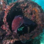 PADI Open Water Course - The Experience: Atmosphere, Guides, and Marine Encounters