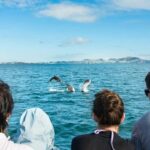 Paihia: Bay of Islands Dolphin Eco Cruise & Island Stopover - The Island Stop at Urupukapuka