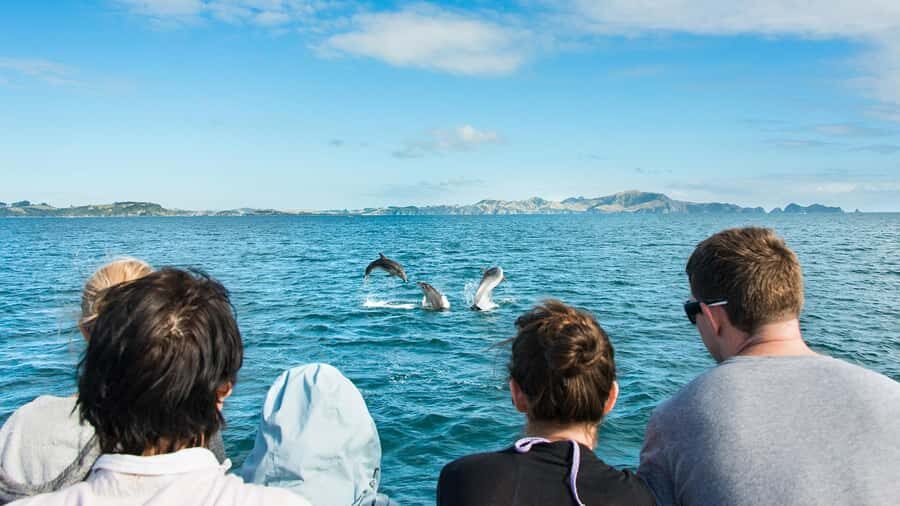 Paihia: Bay of Islands Dolphin Eco Cruise & Island Stopover - The Island Stop at Urupukapuka
