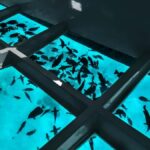 Paihia: Glass Bottom Boat Tour to the Hole in the Rock - Who Will Love This Tour?