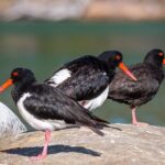 Pambula River Kayaking Tour - Who Should Consider This Tour?