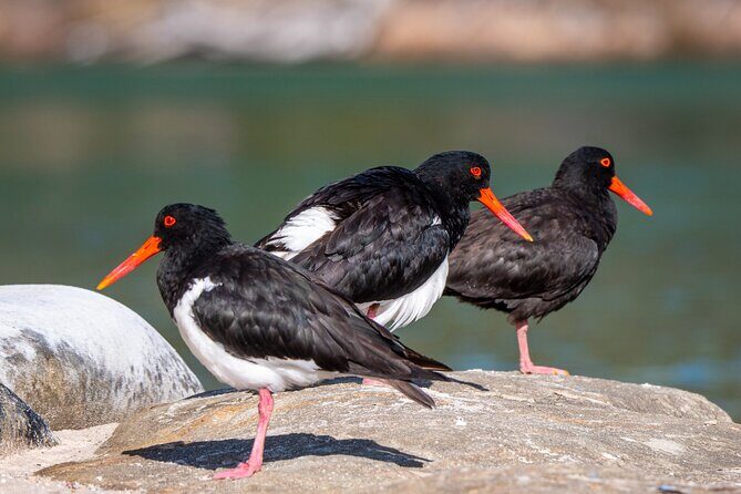 Pambula River Kayaking Tour - Who Should Consider This Tour?