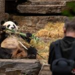 Panda & Friends Tour and a Day at Adelaide Zoo - Practical Details and Considerations