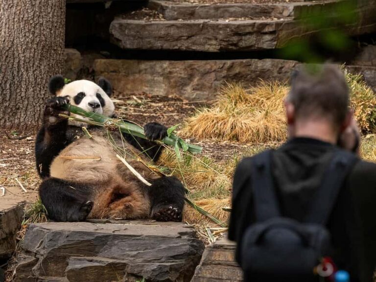 Panda & Friends Tour and a Day at Adelaide Zoo - Practical Details and Considerations