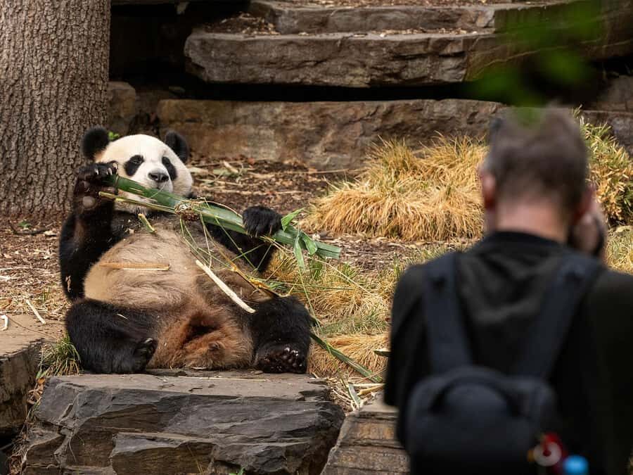 Panda & Friends Tour and a Day at Adelaide Zoo - Practical Details and Considerations