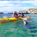 Penguin and Seal Islands Sea Kayaking Experience - Who Will Love This Tour?