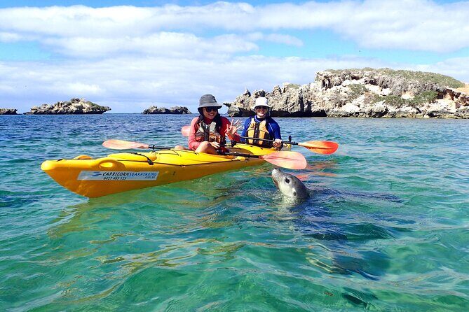Penguin and Seal Islands Sea Kayaking Experience - Who Will Love This Tour?