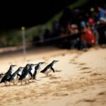 Penguin Parade, & Wildlife Encounters Eco Tour from Melbourne - Transportation and Comfort