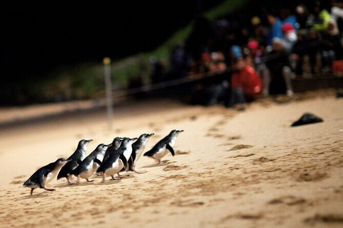 Penguin Parade, & Wildlife Encounters Eco Tour from Melbourne - Transportation and Comfort