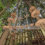 Pennant Hills: Tree Ropes Course Session - What to Expect: A Step-by-Step Overview