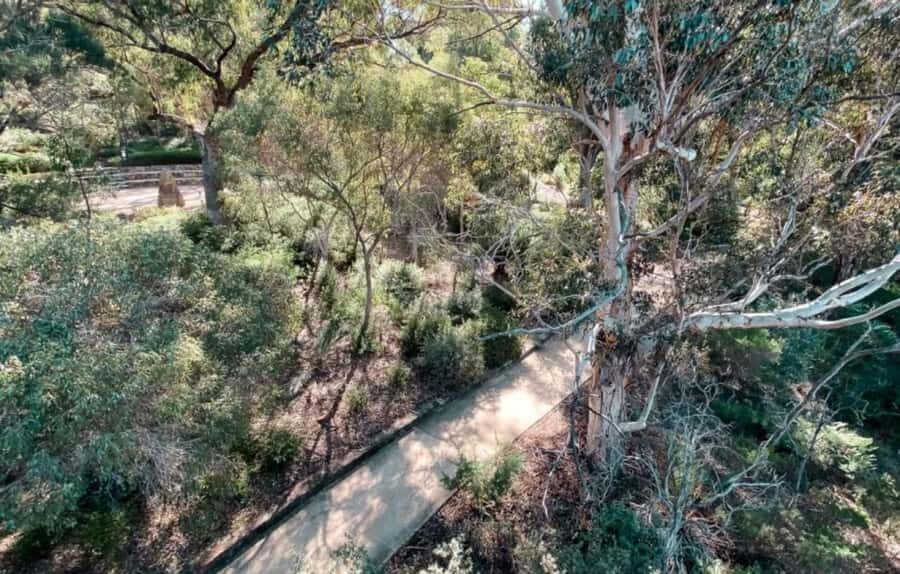 Perth: Kings Park Botanicals & Beyond Guided Hike - Discover Ancient Trees and Native Flora