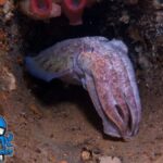 Perth: Rottnest Island Scuba Diving Day Trip-Certified Diver - What to Expect: Marine Life and Underwater Features