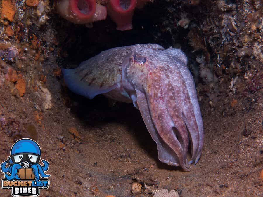 Perth: Rottnest Island Scuba Diving Day Trip-Certified Diver - What to Expect: Marine Life and Underwater Features