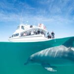 Perth: Swim with Wild Dolphins Tour - Why This Tour Will Suit You