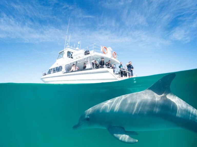 Perth: Swim with Wild Dolphins Tour - Why This Tour Will Suit You