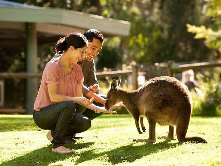Perth Wildlife Park & City Highlights - Small Group Tours - The Sum Up