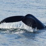 Philip Island: Dolphin and Whale Cruise - Who Will Enjoy This Tour?
