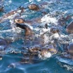 Philip Island: Seal Watching Cruise - Who Will Love This Experience?