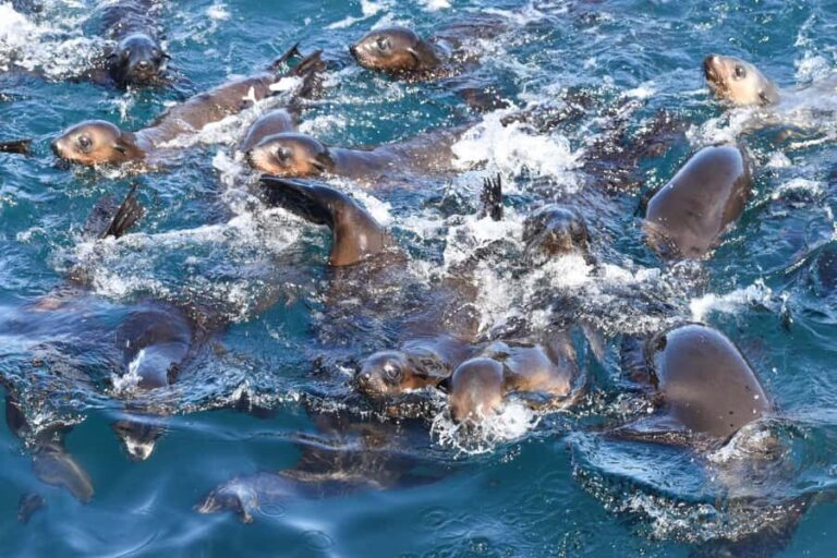 Philip Island: Seal Watching Cruise - Who Will Love This Experience?