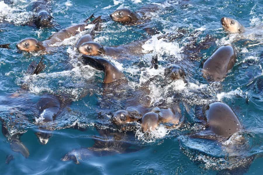 Philip Island: Seal Watching Cruise - Who Will Love This Experience?