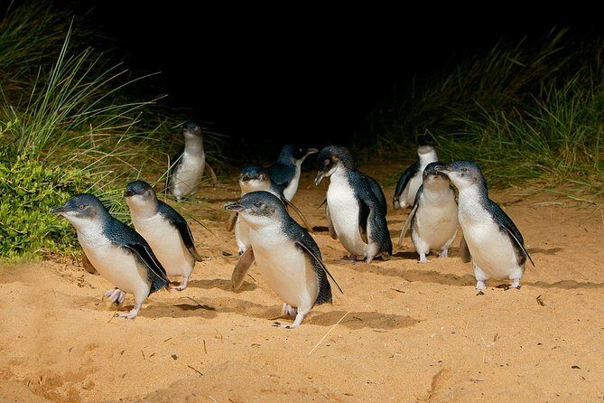 Phillip Island and French Island Wildlife Expedition - Who Is This Tour Best For?